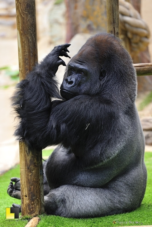 ongle long de gorille photo Pascal Blachier