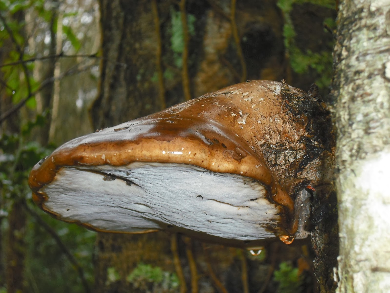 Estudio de la micologia Piptoporus Betulinus.