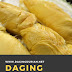 Beli Disini Daging Durian Medan yang Tiada Duanya di Nias Utara