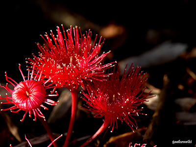 Eucalyptus%2Bflowers.JPG
