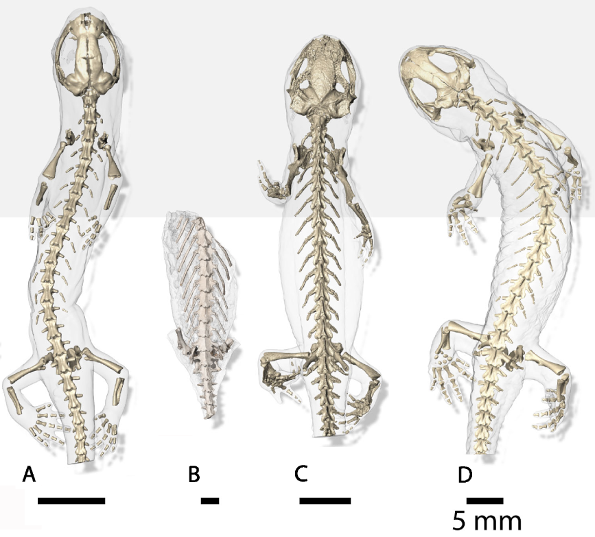 какие кости в скелете тритона. строение скелета хвостатых земноводных. скелет тритона. внутреннее строение земноводных скелет. какие кости в скелете тритона.