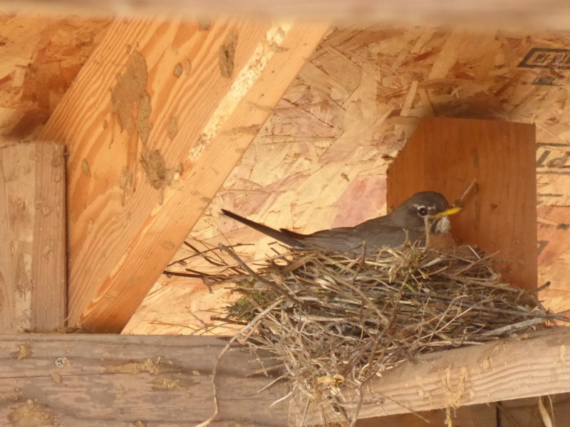 Rural Revolution Nesting robins in the barn