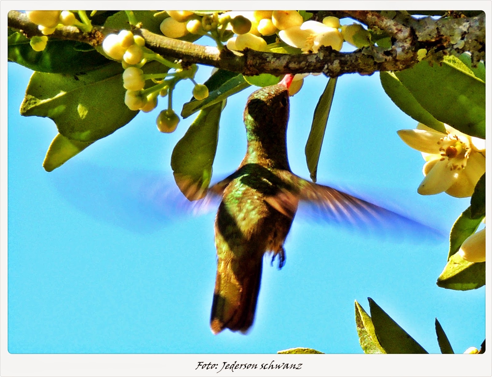 Como Atrair P ssaros Para A Nossa Casa P SSAROS NOSSA TERRA como-atrair-p-ssaros-para-a-nossa-casa-p-ssaros-nossa-terra