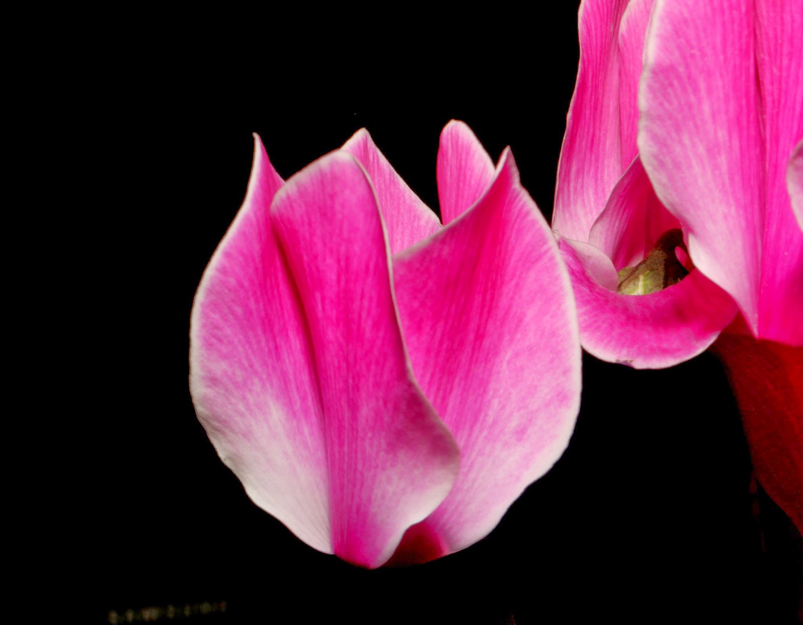 Cyclamen Flower Photo Project: With Canon EOS 70D and EF-S 18-135mm IS STM Lens Photo: © Vernon Chalmers Cyclamen Flower Photo Project: With Canon EOS 70D and EF-S 18-135mm IS STM Lens Photo: © Vernon Chalmers