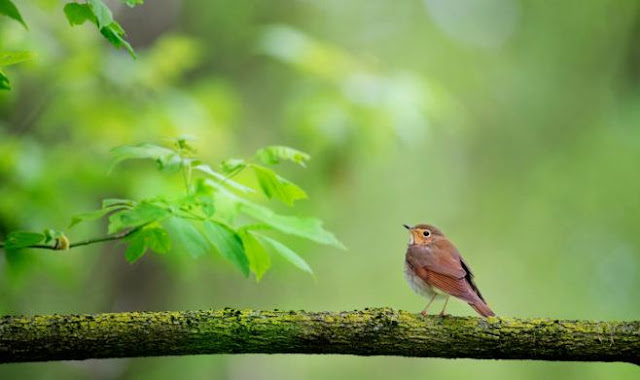 Common Birds of Bangladesh 