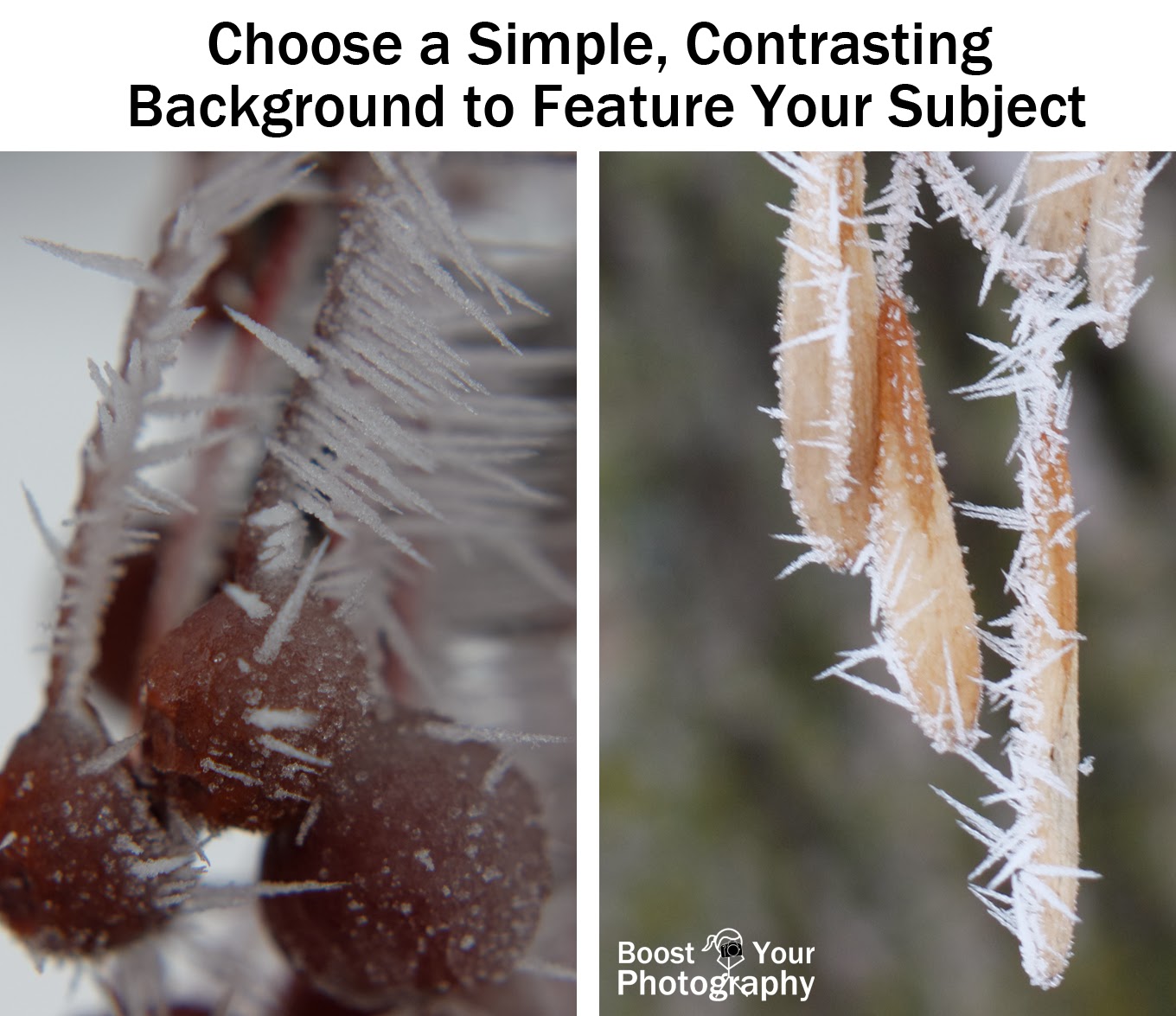 Choosing Background for Macro Photography | Boost Your Photography
