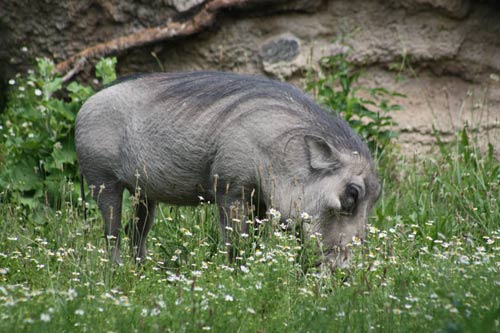 Warthog Warthog
