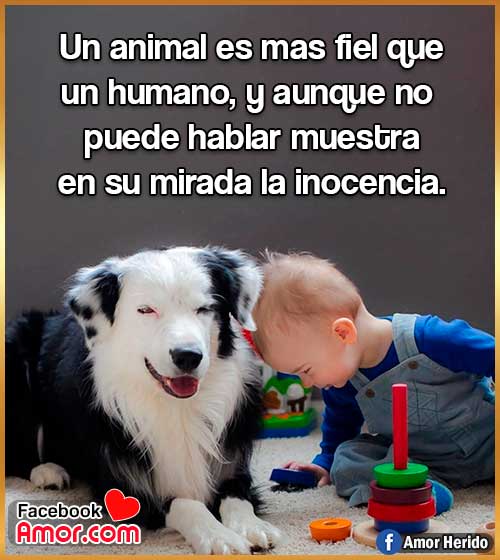 refranes de animales refranes de animales