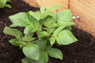 A new potato plant with lots of healthy leaves