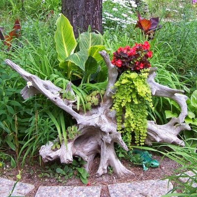 coastal garden idea with driftwood
