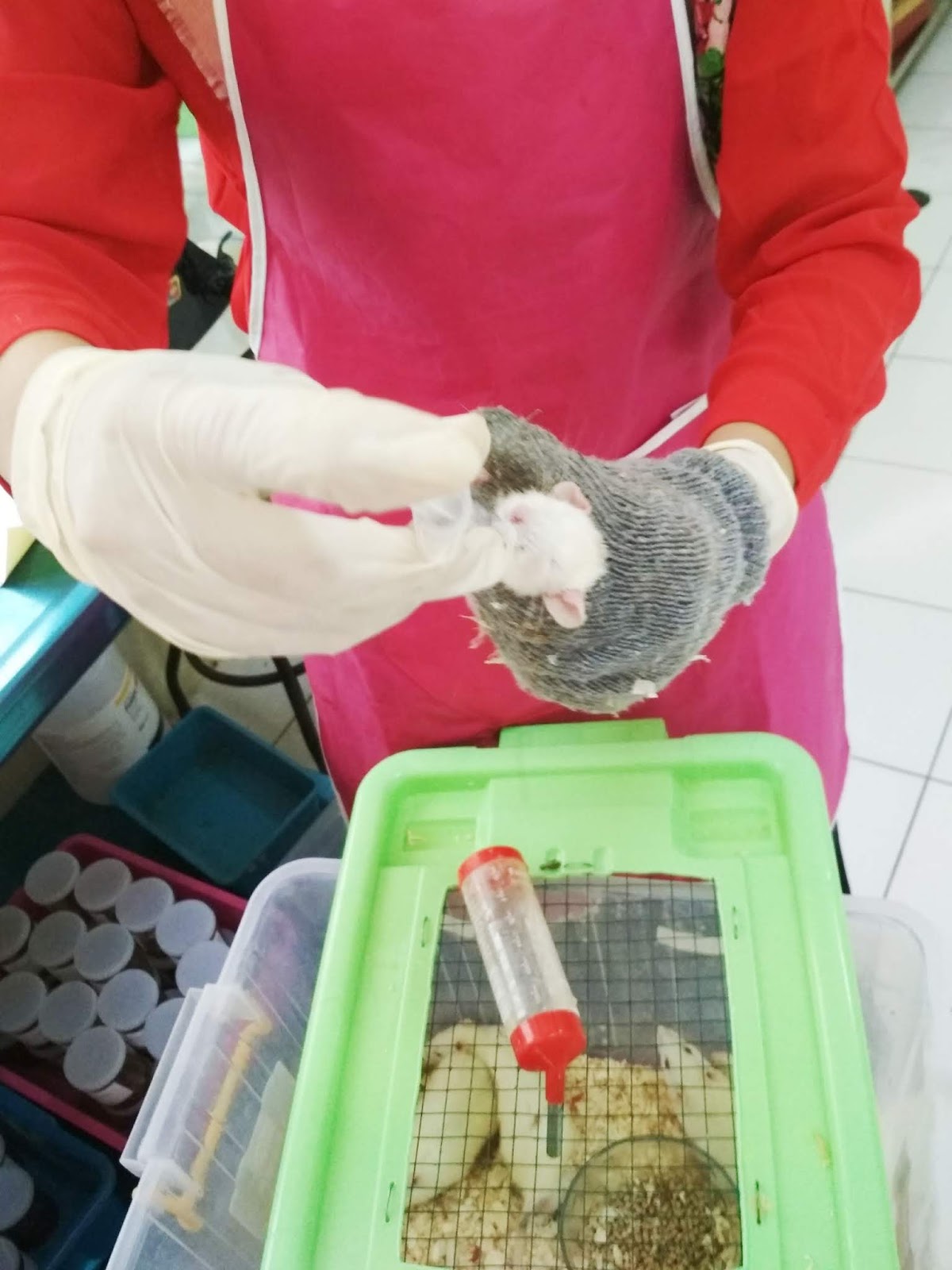 mengkudu untuk penyakit diabetes mellitus