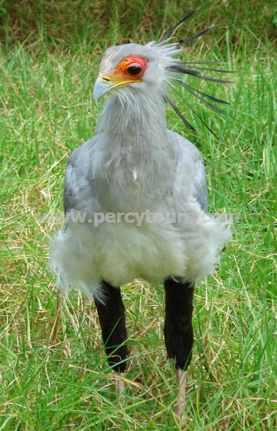 Secretary Bird, Cape Town