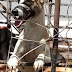 Secretário de Saúde de Igaracy é afastado por matança de cachorros