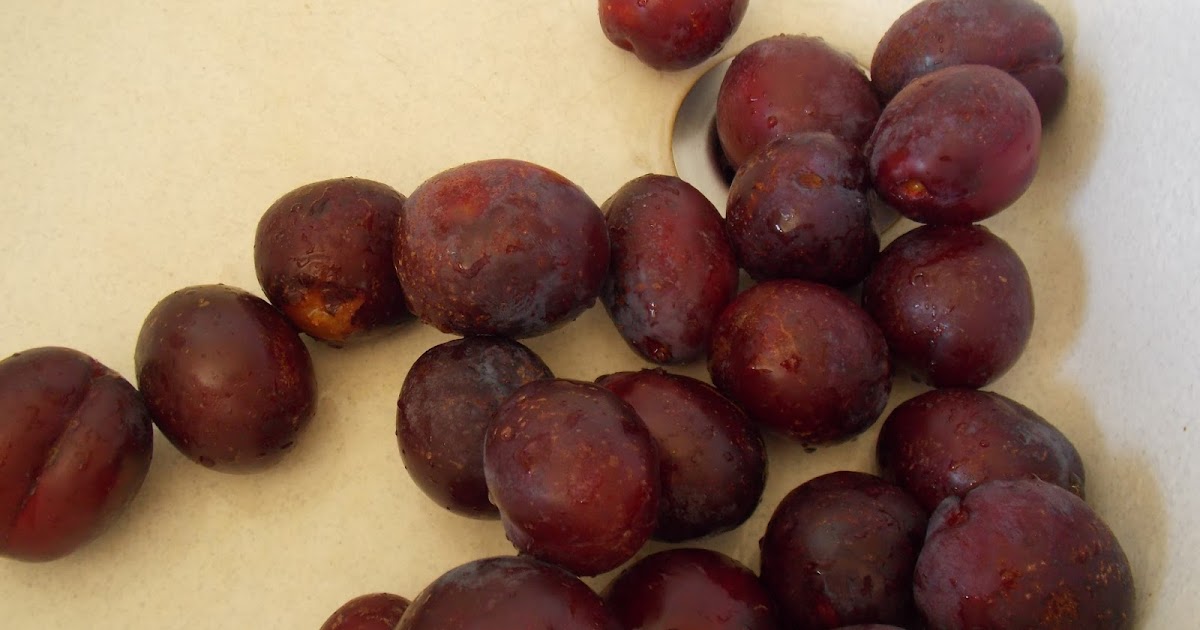 Comment Conserver Les Prunes Pour L Hiver Premiere Partie