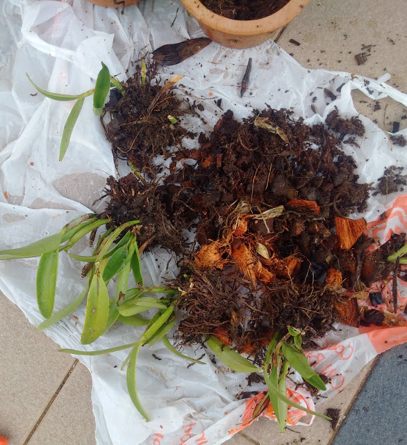gardening, coconut flower pots, orchids, flower pot, hanging flower pots, gardening crafts ideas, gardening recycle, coconut husks, moist flower for longer period, gardening reuse gardening, coconut flower pots, orchids, flower pot, hanging flower pots, gardening crafts ideas, gardening recycle, coconut husks, moist flower for longer period, gardening reuse