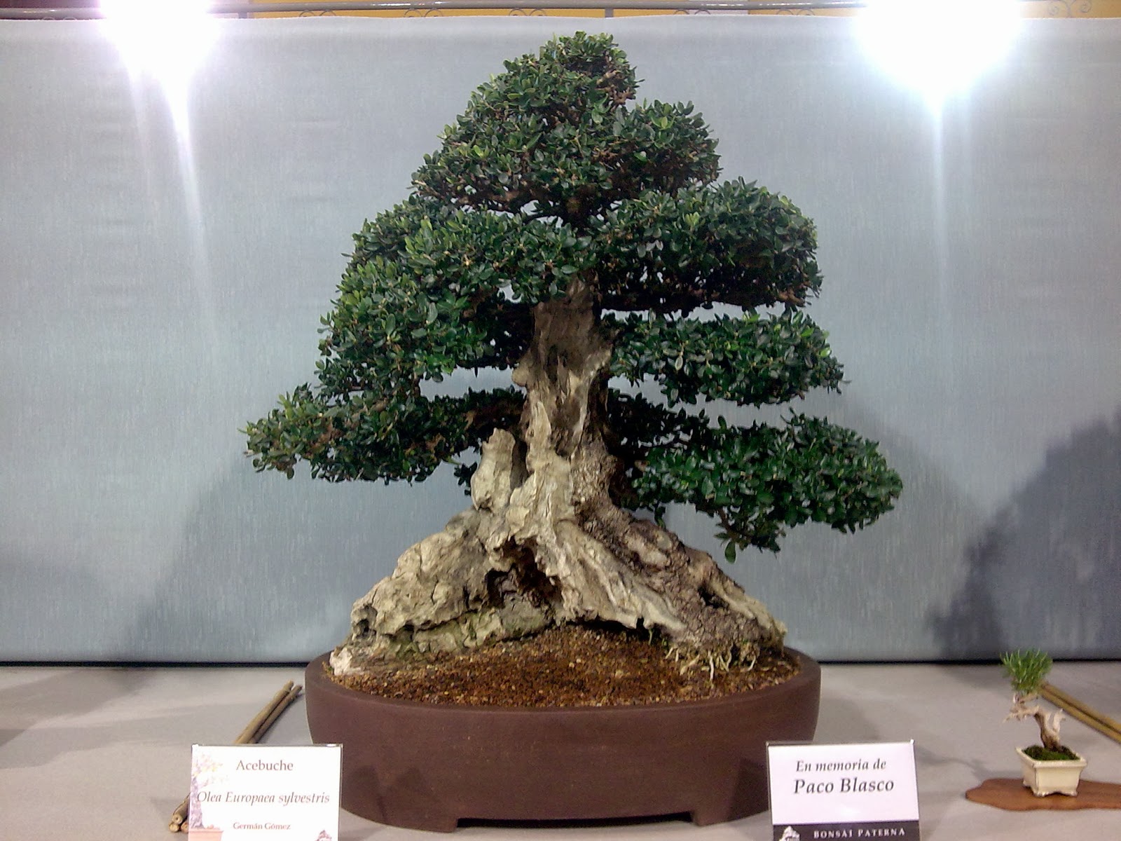 Asociacion Valenciana de Bonsai 2008 II Exposicion Bonsai Paterna