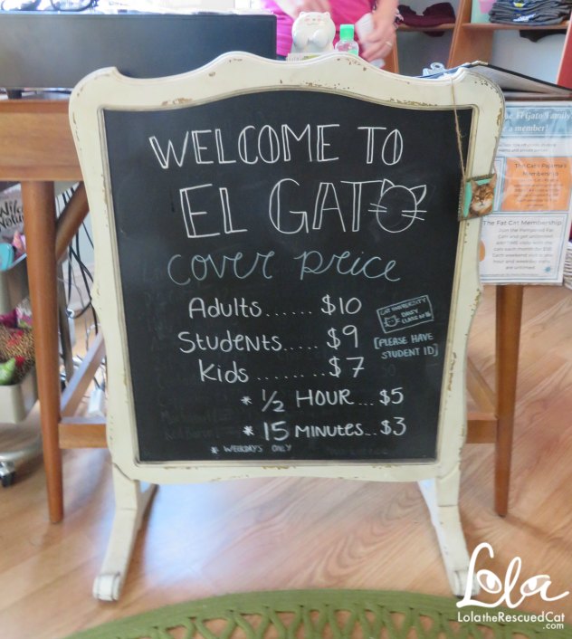 el gato coffee house|cat cafe|lola on the road