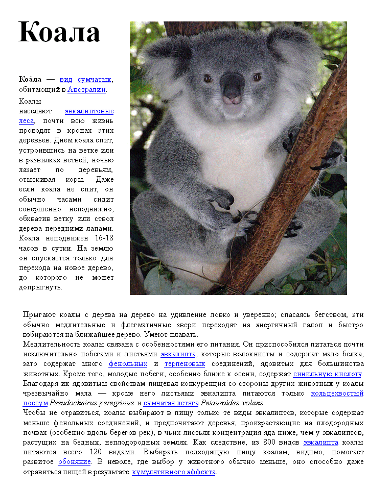 Коала кратко. Коала. Информация о коале. Коала описание. Коала в Австралии сообщение.
