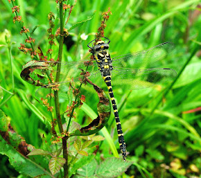 Golden-ringed Dragonfly immature female