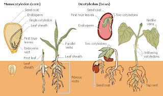 A test about internal and external conditions in the growth of seed germination picture