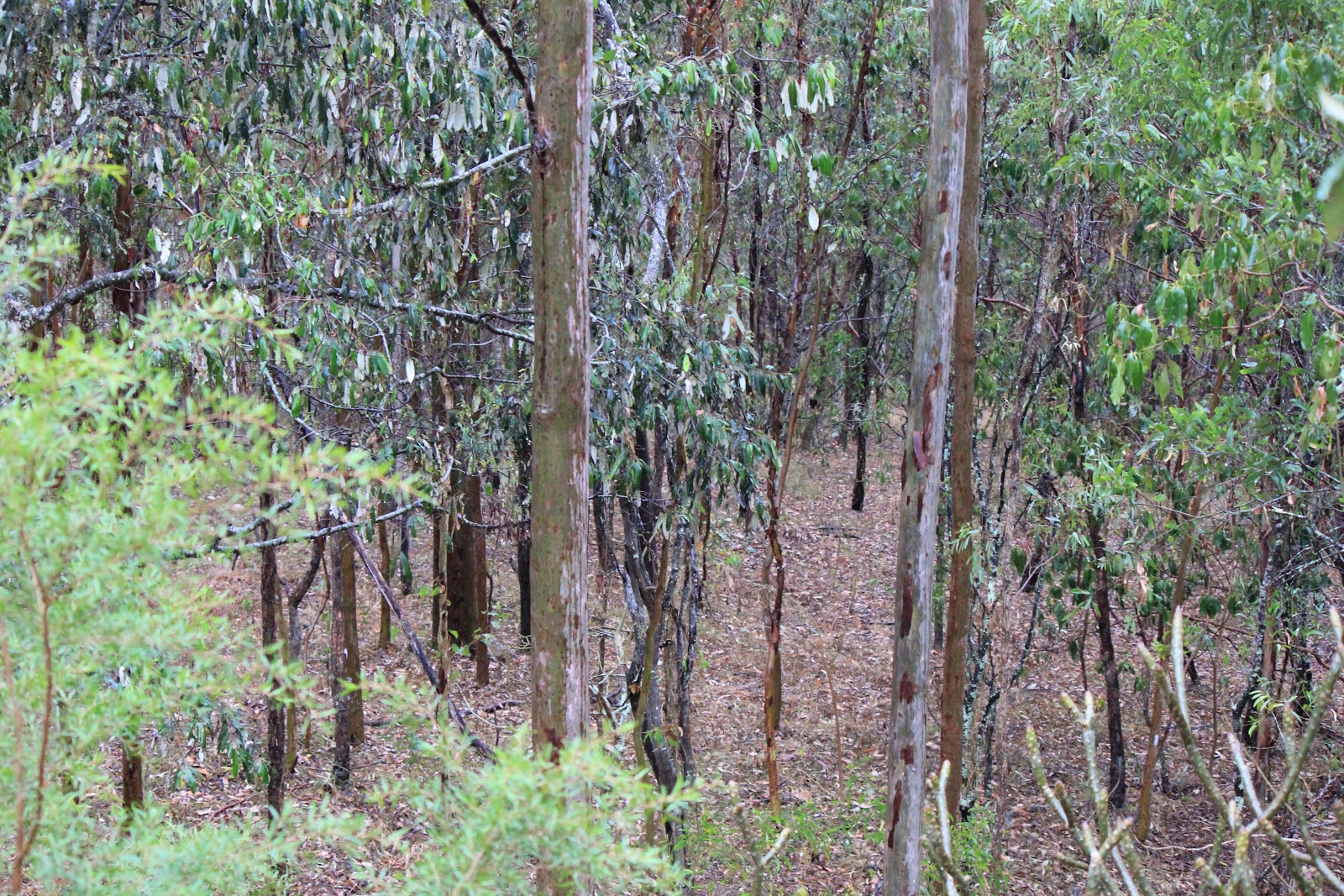 Brisbane Backyard Naturalist Want to know Gum Trees? Part 1