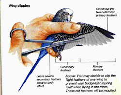 wing wings clip bird clipping budgies birds budgie pet parakeet trimming parakeets diagram simple way parrots fly birdman stanton feathers