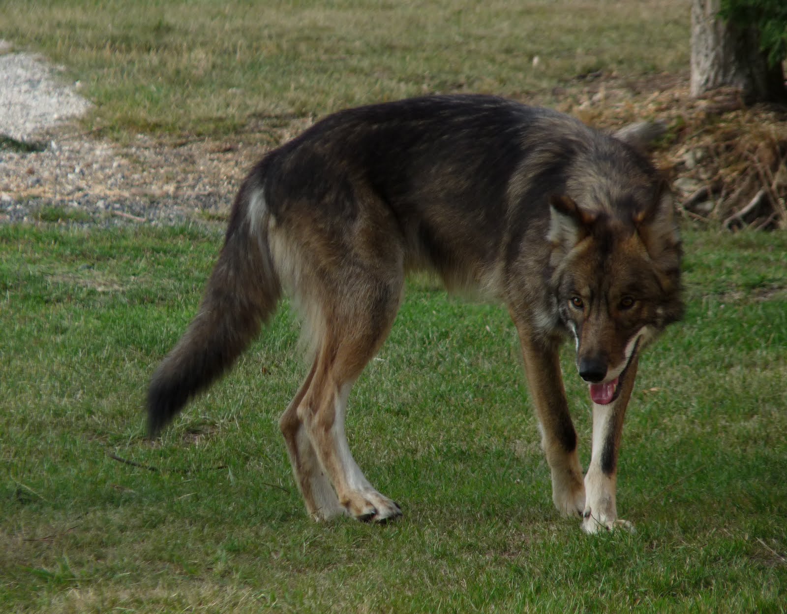 Que Veut Dire Entre Chien Et Loup