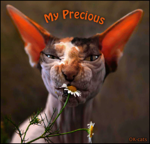 Art Cat GIF with caption • Probably the most beautiful and cute Cat in the world. "My Precious." Art Cat GIF with caption • Probably the most beautiful and cute Cat in the world. "My Precious."