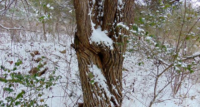 I wonder how many snows this tree has seen #gardening #land 