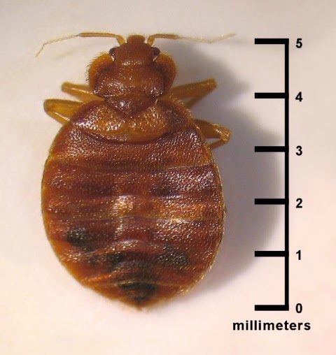 Scientists are claiming that bedbugs show evolution in action. Not true. They see natural selection and variation, yes, but not Darwinian evolution.