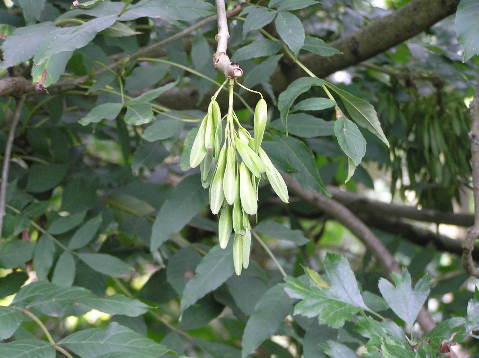 Kitchen Witch Blog Celtic Tree Month Of Ash Kitchen Witch Blog Celtic Tree Month Of Ash