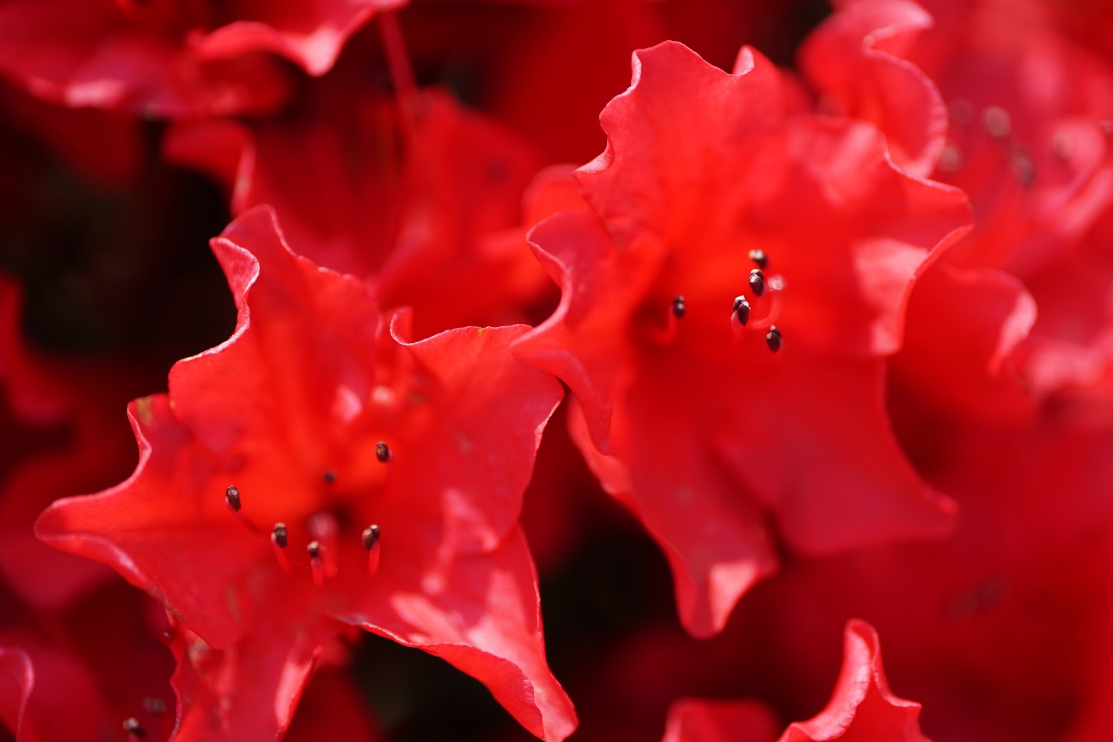 久留米の真っ赤な花