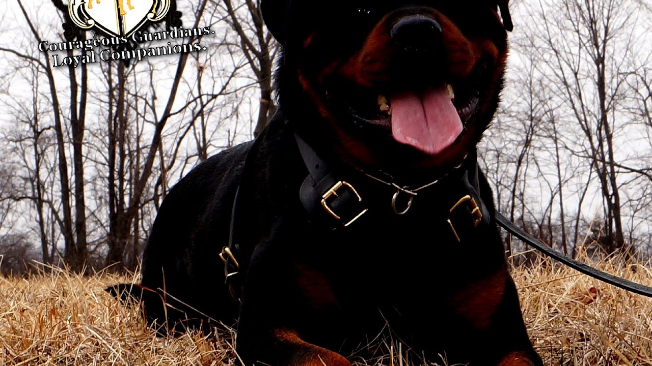 Full Blooded German Rottweiler German Choices