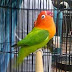Merawat Burung Agar Cepat Gacor