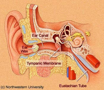 ear wax diagram home remedies for ear wax tz health ear wax diagram home remedies for ear wax tz health