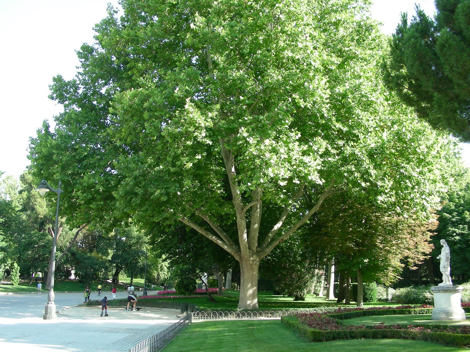 Platanus x acerifolia «plátano» Id Plantae