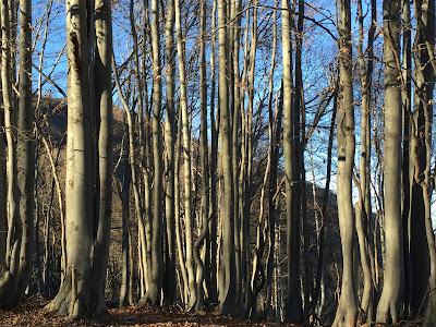 Beech trees, Fagus sylvatica