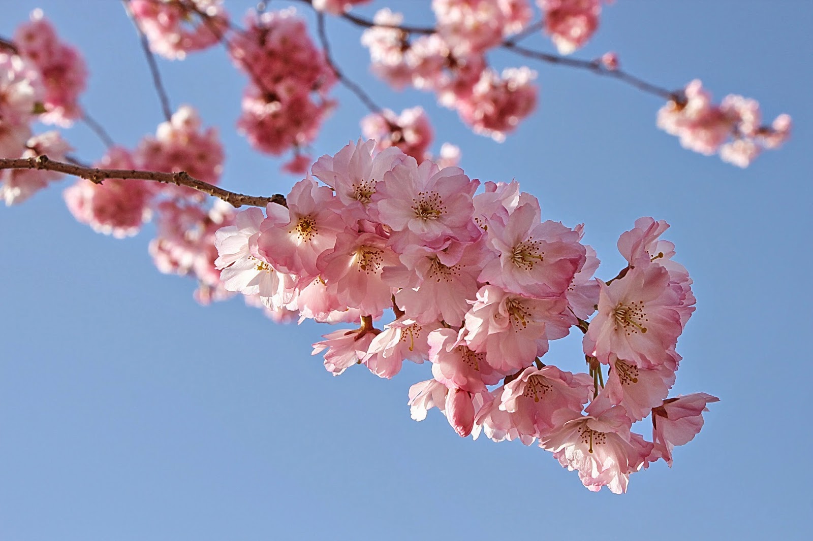 Bringing You Blossom! wallpaper hd download