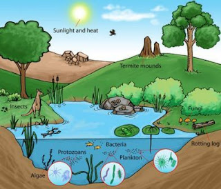 Komponen dalam Ekosistem dan Pengertian dari Ekosistem