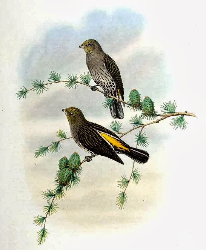 Tierra de tucanes y pájaros carpinteros Indicador indio (Indicator