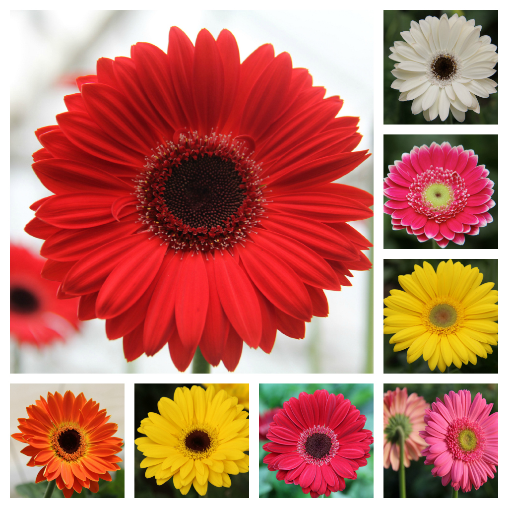Skyline Flower Growers A closer look at Gerberas