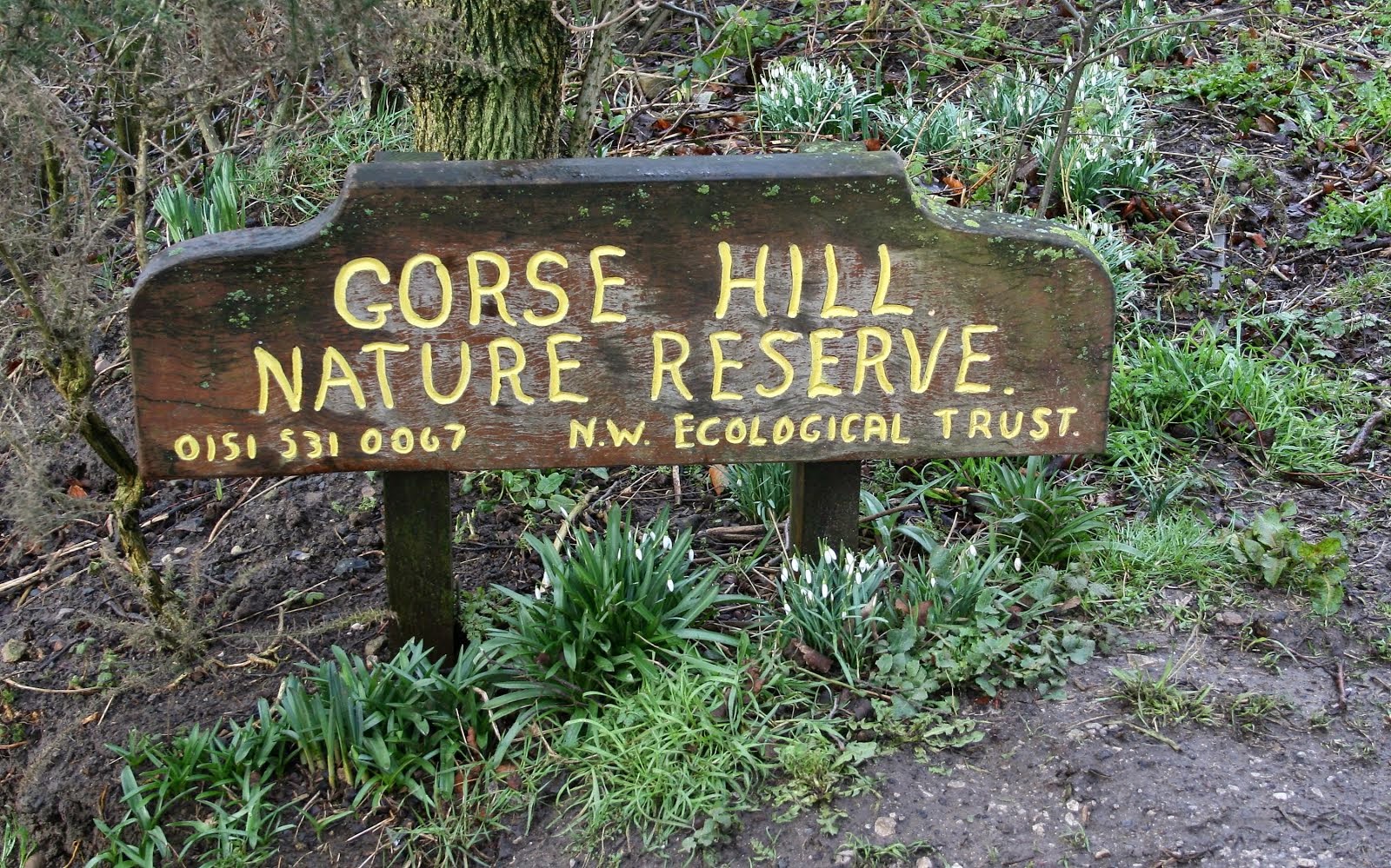 Gorse Hill Nature Reserve