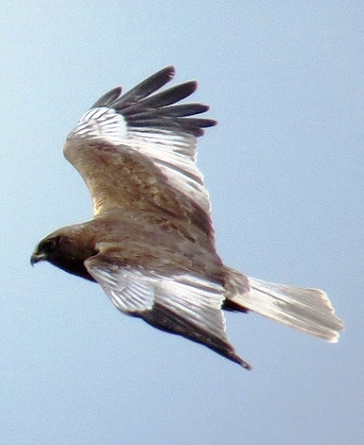 Marsh Harrier