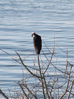 Osprey Osprey