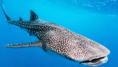 ikan hiu paus, ikan terbesar di dunia