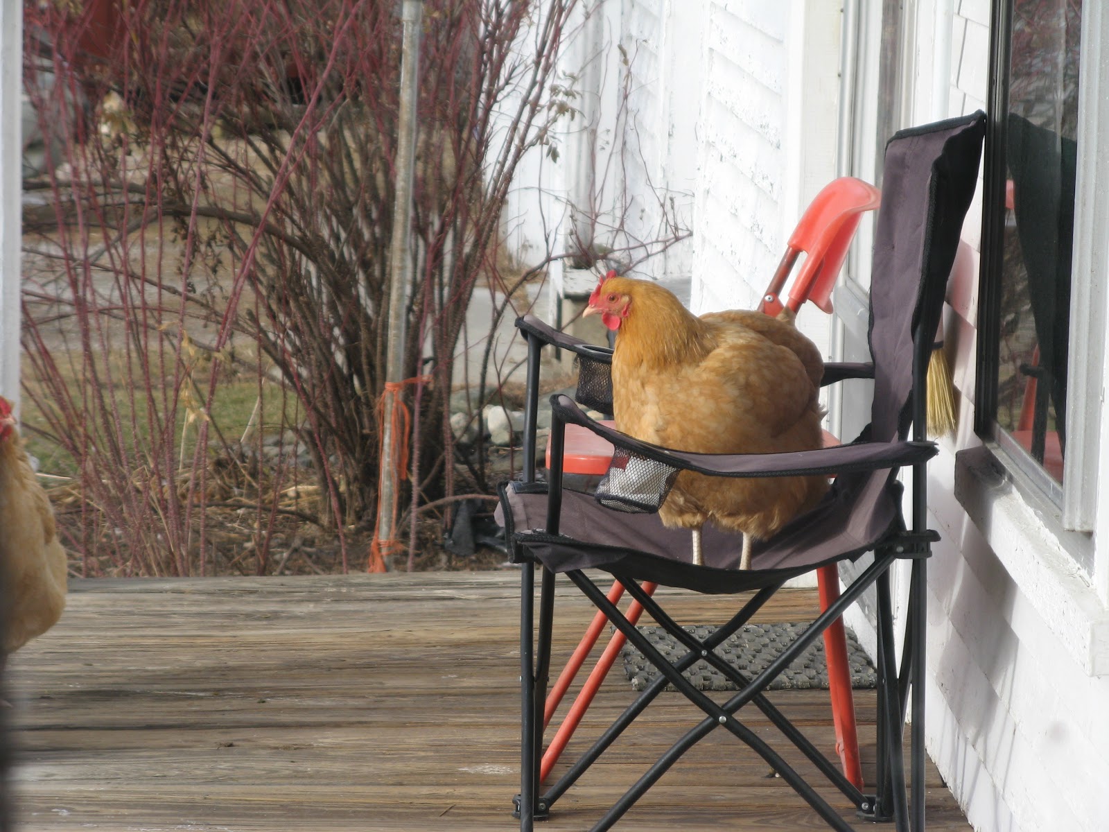 Animal Instinct Chair Chicken