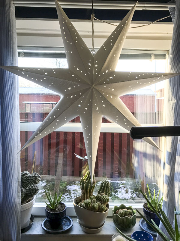 julstjärna