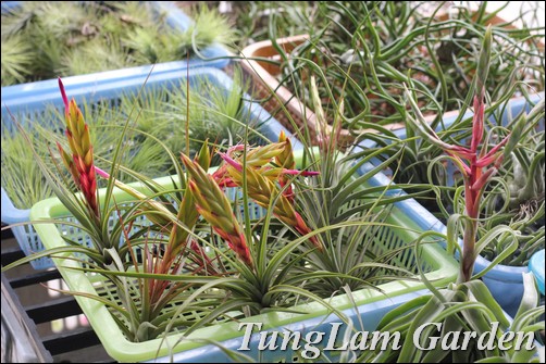 cây cảnh Thái Lan, sưu tầm cây cảnh, sưu tầm hoa cảnh, hoa chậu, hoa lan, Tử linh lan, Xương rồng, sen đá, cây không khí, cẩm cù, hoa cẩm cù cây cảnh Thái Lan, sưu tầm cây cảnh, sưu tầm hoa cảnh, hoa chậu, hoa lan, Tử linh lan, Xương rồng, sen đá, cây không khí, cẩm cù, hoa cẩm cù