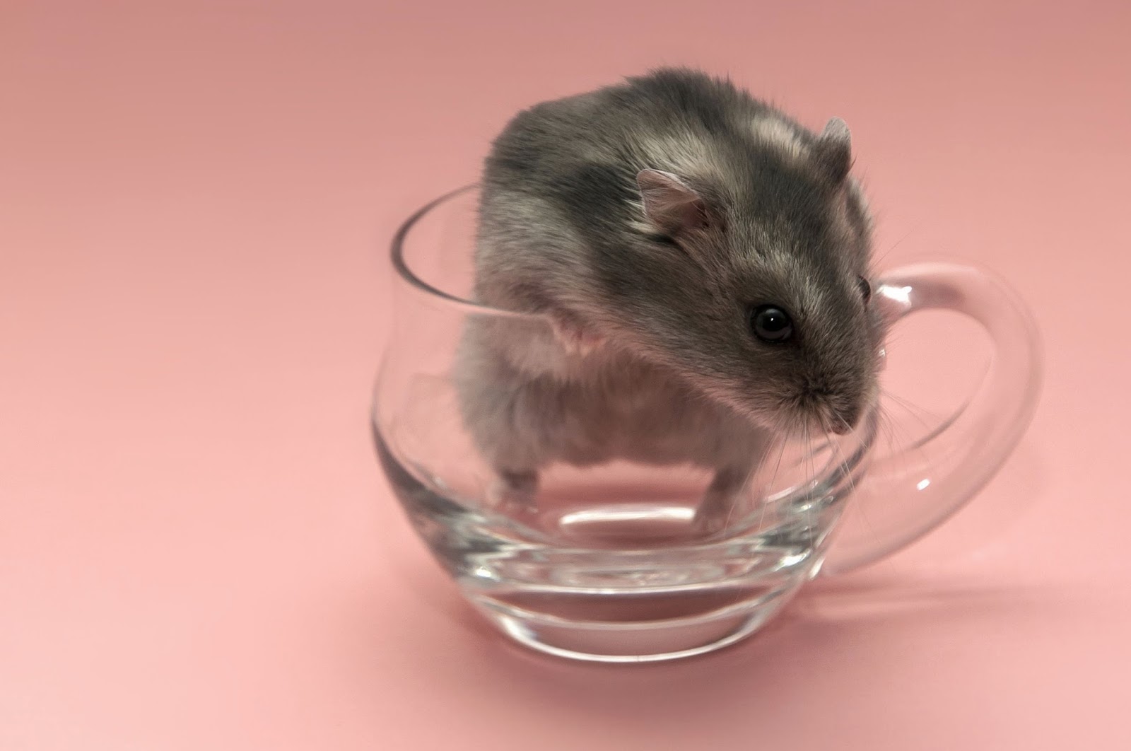 Hamster Wallpapers HD - Beautiful wallpapers collection 2018