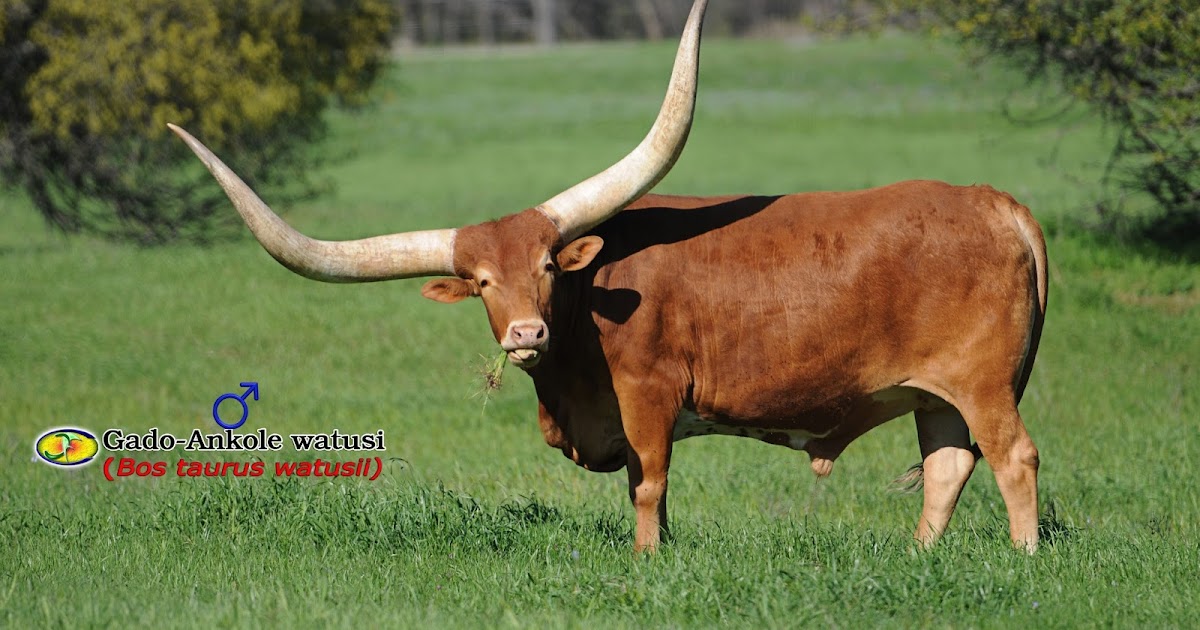 Watusi Watusi